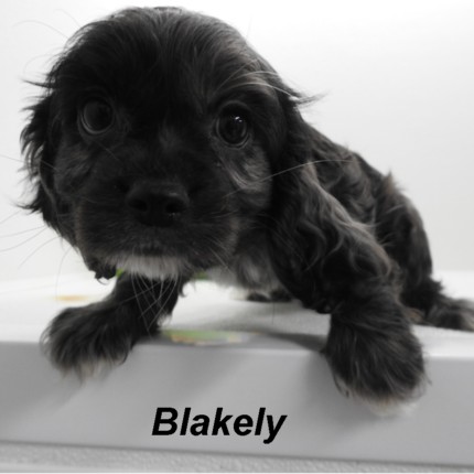 puppy, for, sale, Cockilear, Joe & Cherri  Overlease, dog, breeder, Miller, MO, dog-breeder, puppy-for-sale, forsale, nearby, find, puppyfind, locator, puppylocator, aca
